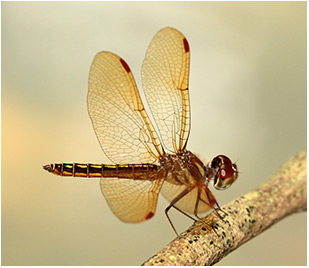 Perthemis domitia mâle